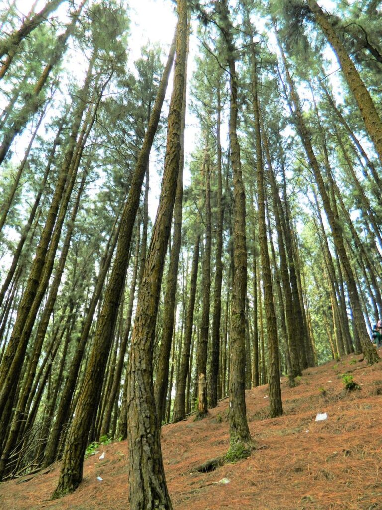 Top place to visit in Vagamon with panoramic valley and mountain views